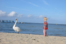 Schwan am Strand